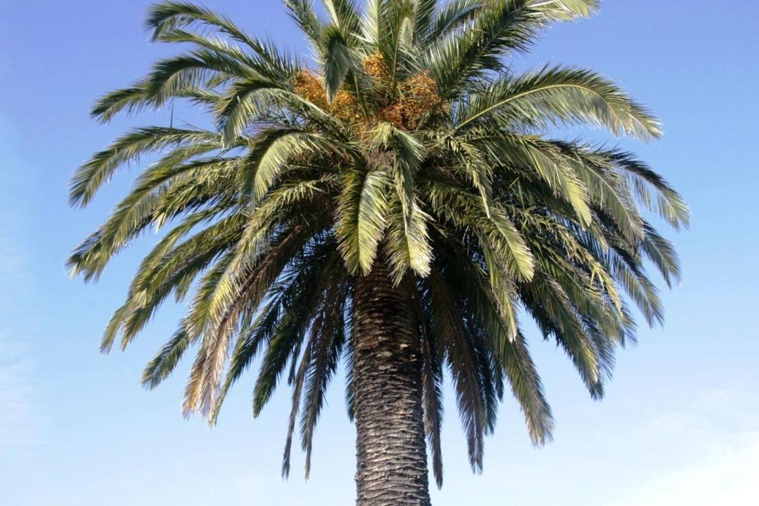 Golden Palms Motel Geelong Bagian luar foto